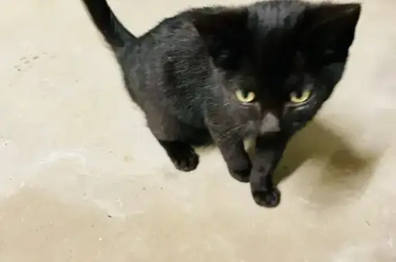 Chaton trouvé Rue du Buisson Ardent - photo