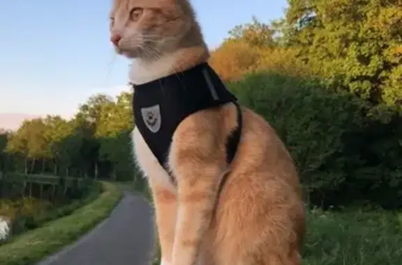 Animaux perdus Pontivy, photo: Chat Européen roux/blanc perdu à Pontivy