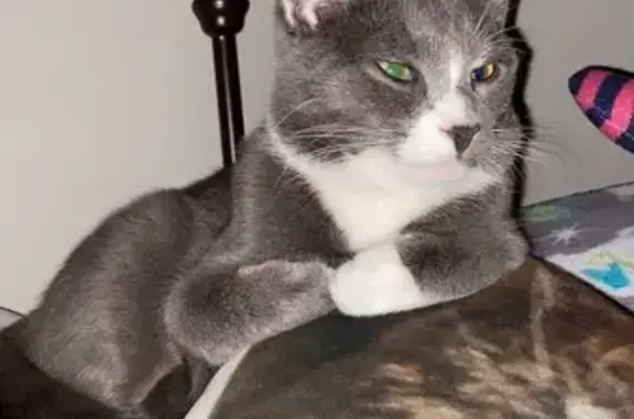 Lost Gray & White Cat on Red Oak Dr