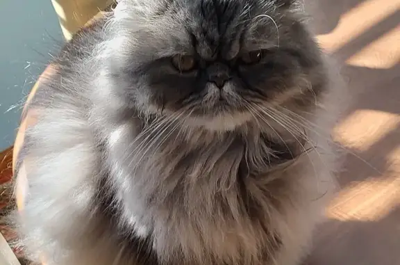 Lost Grey Persian Cat: Niko in Bristol