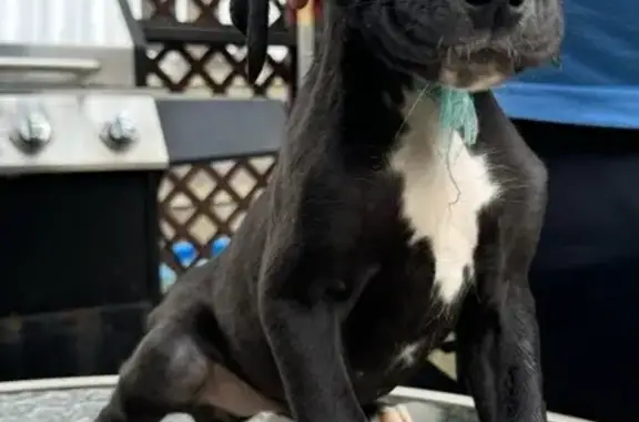 Help Find Missing Cane Corso Puppy Nala