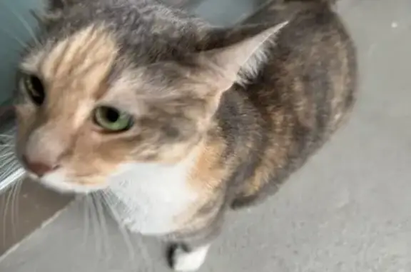 Lost Multicolored Kitten in Prestwick!