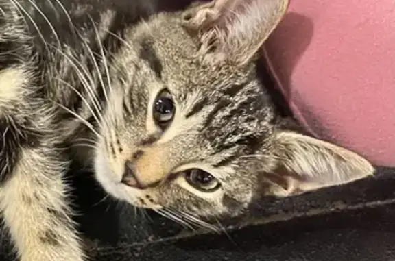 Missing Cat: 4-Month-Old Homestead