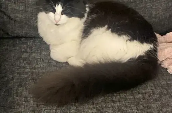 Lost Cat: Black & White, Kalamunda Area