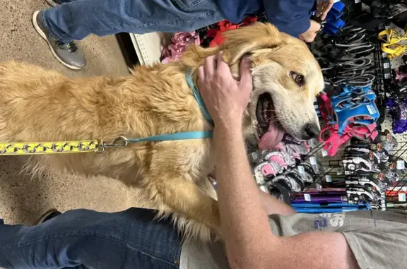 Lost & Found: Timid Golden Retriever Mix