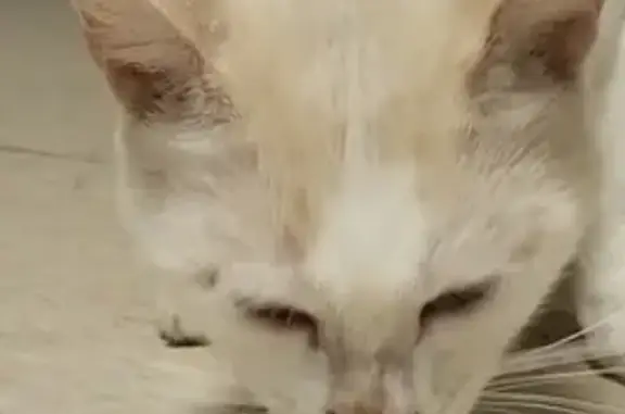 Chat mâle non castré trouvé à Fontainebleau - photo