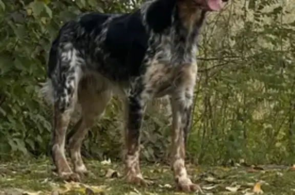 Chien perdu Lapugnoy, photo : Épagneul breton mâle perdu à Lapugnoy