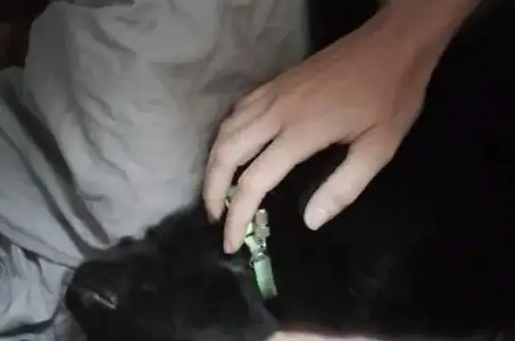 Chat perdu, , photo: Onie, chatte noire avec collier vert fluo