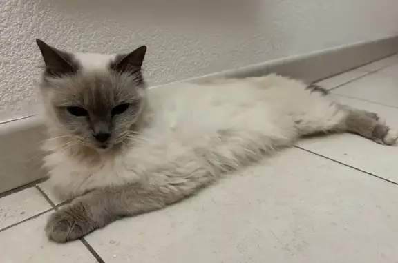 Animaux trouvés Beausoleil, photo: Chatte Ragdoll trouvée à Beausoleil