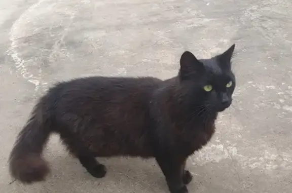 Jeune chat noir marron trouvé à Ajaccio - photo
