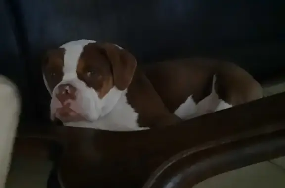 Chien perdu , photo : Bouledogue anglais perdu à Sainte-Cécile