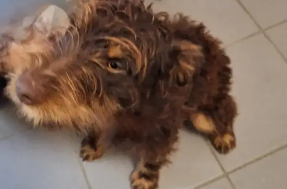 Chien trouvé près de Matougues non identifié - photo