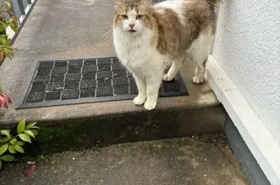 Chat perdu : mâle blanc et tigré, St-Denis - photo