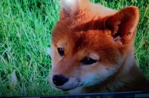 Chien disparu : MOKKA, Shiba inu craintive - photo