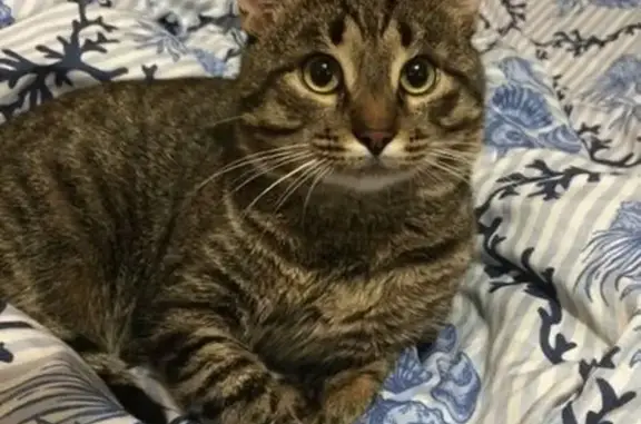 Perdido: Gato Kakash en Puerto Banús