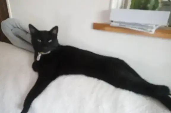 Chat perdu, Le Havre, photo: Chat noir Luky perdu à Bléville