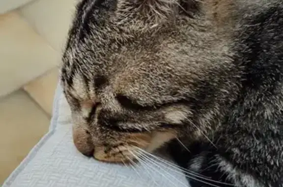 Chat perdu, La Suze-sur-Sarthe, photo: Chat tigré perdu à La Suze-sur-Sarthe