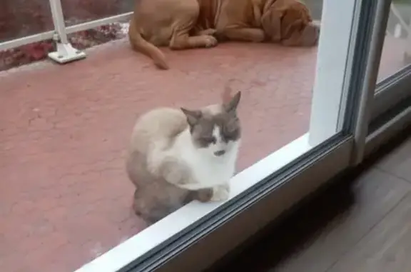 Chat trouvé , photo: Chat mâle croisé siamois trouvé à Férel