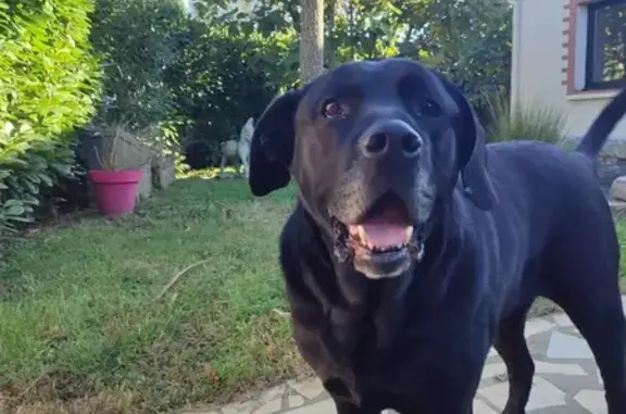 Chien croisé trouvé à Fenouillet (31) - photo