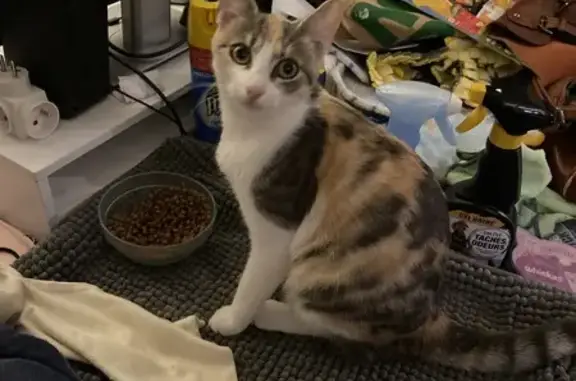 Chat perdu, Mérignac, photo: Chatte européenne disparue à Mérignac