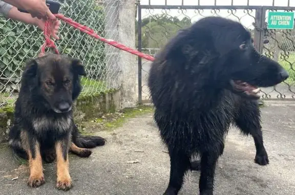 Chiens trouvés à Douzillac, contactez-moi - photo
