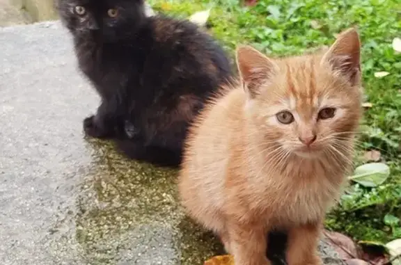 Chats trouvés Rue du Bois des Annettes - photo