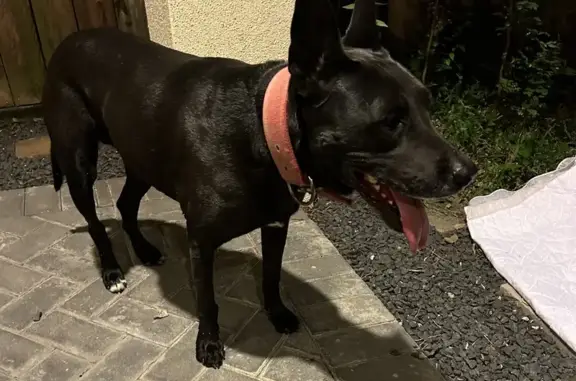 Sweet Dog Found Near Memorial Park