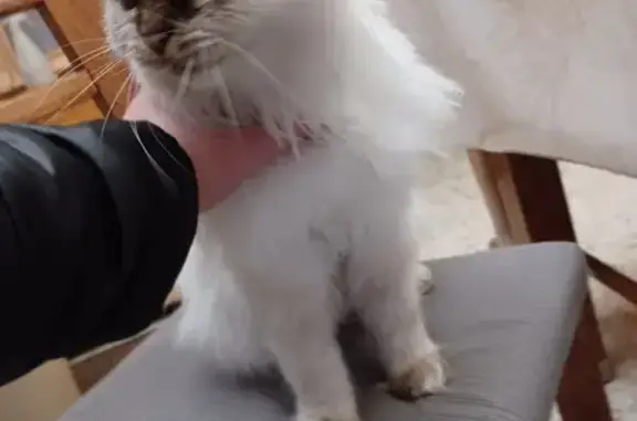 Chatte câline trouvée, Rue Agache - photo