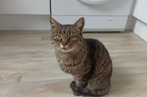Animaux trouvés Poitiers, photo: Chatte tigrée trouvée Rue Sylvain Drault
