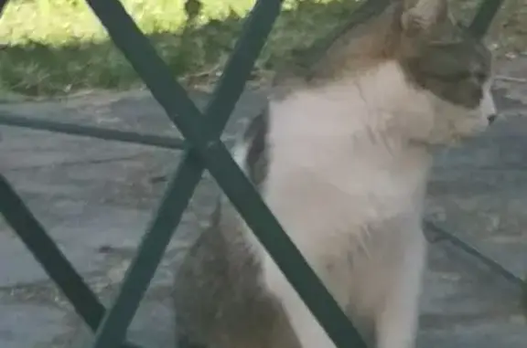 Chat perdu : Malo, mâle 8 ans, gris/blanc - photo