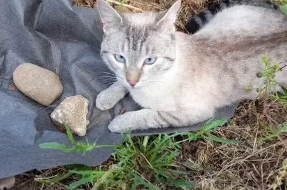 Animaux perdus , photo: Chat perdu, malade, yeux bleus, Verrières