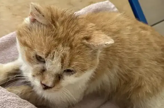 Chat roux et blanc trouvé à Eckwersheim - photo