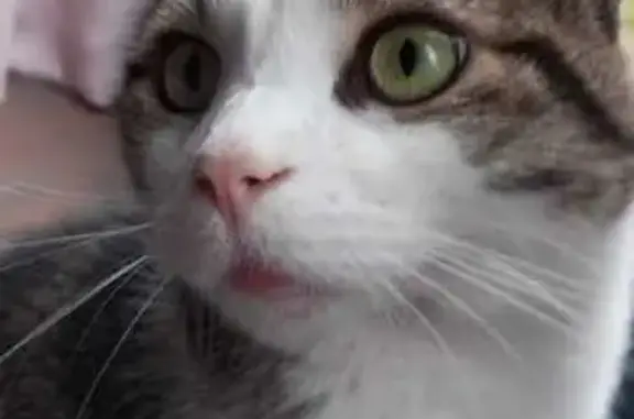 Animaux perdus , photo: Chat perdu : Pistache, tigré et blanc