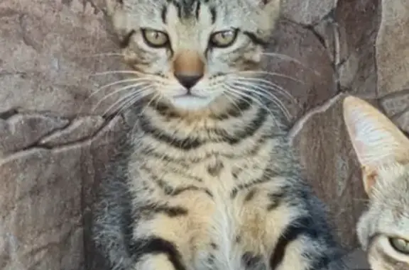 ¡Ayuda! Gato atigrado perdido en Córdoba