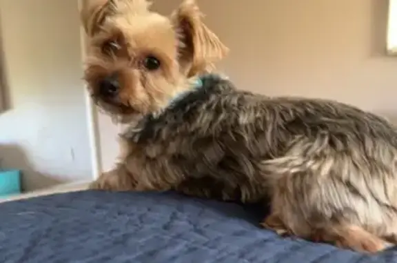 Help Find Our Missing Yorkie: Seneca