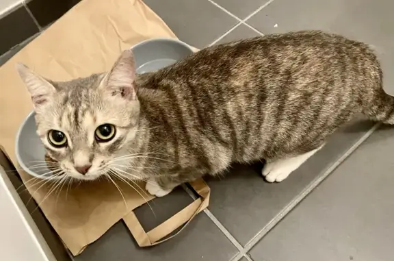 Chatte trouvée près du métro Pavé de Lille - photo