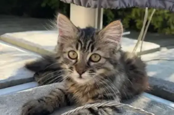 Chaton perdu, noir/marron, Albertville - photo
