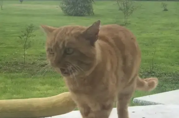 Animaux trouvés Livry-sur-Seine, photo: Chats trouvés : 2 mâles roux et noir à Livry