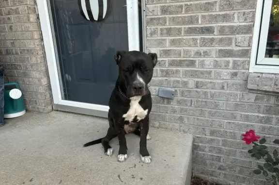 Found: Sweet Pitbull in Rockford Area