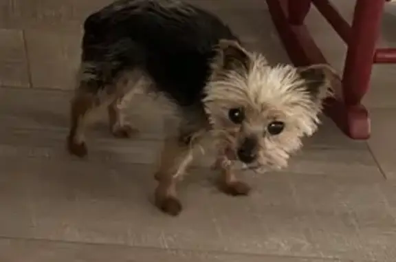 Lost Yorkie on Swift Water Rd - Help!