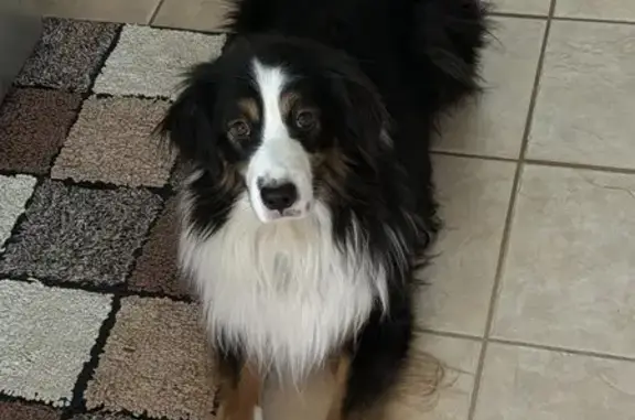 Lost Scared Aussie: Report Sightings!