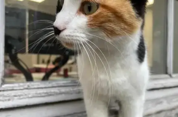 Chat trouvé Blaye, photo: Chatte tricolore trouvée à Blaye