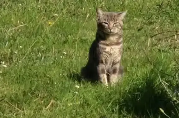 Chat trouvé , photo: Chat errant nourri, Impasse du Onze Novembre