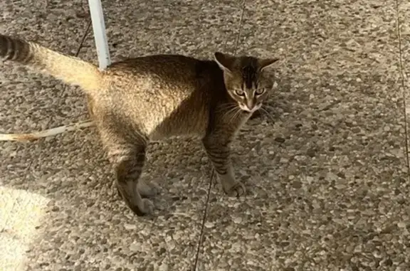 Chat trouvé Romans-sur-Isère, photo: Chat trouvé, Avenue Emile Zola, Romans