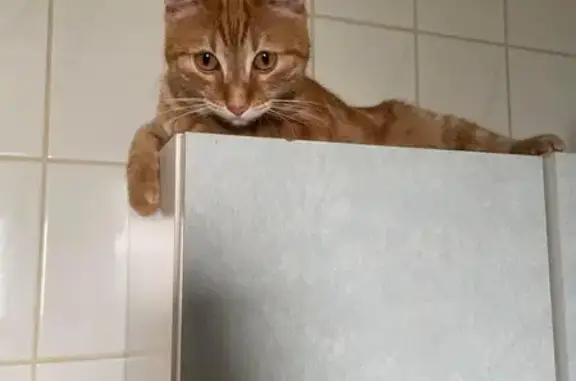 Animaux perdus Bischwiller, photo: Chat roux Simba perdu à Bischwiller