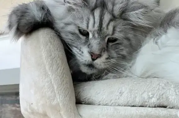 Chat perdu, Meyzieu, photo: Maine Coon silver perdu à Meyzieu