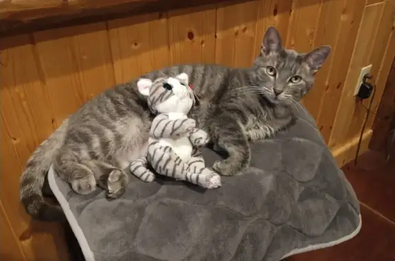 Lost Tabby Toonces: Moosejaw Resort Alert