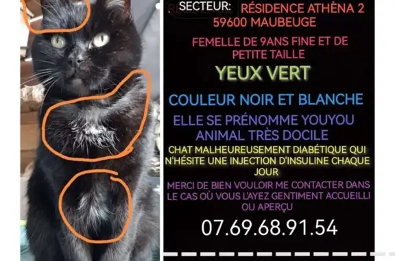 Chat perdu à la Résidence Athéna - photo
