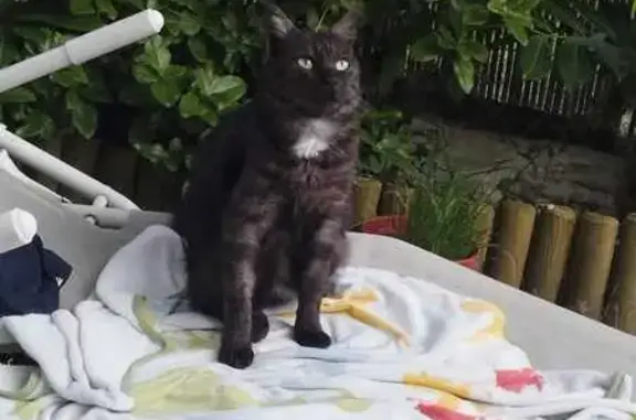 Animaux perdus Caen, photo: Chatte smoke disparue à Caen