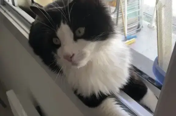 Chat perdu: Gnocchi, mâle noir et blanc - photo
